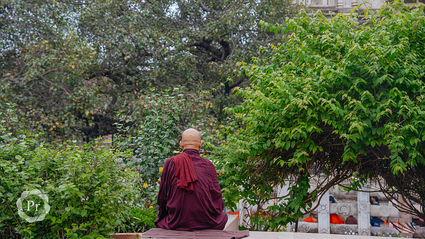 монах под деревом фото